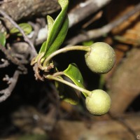 Ficus diversiformis Miq.